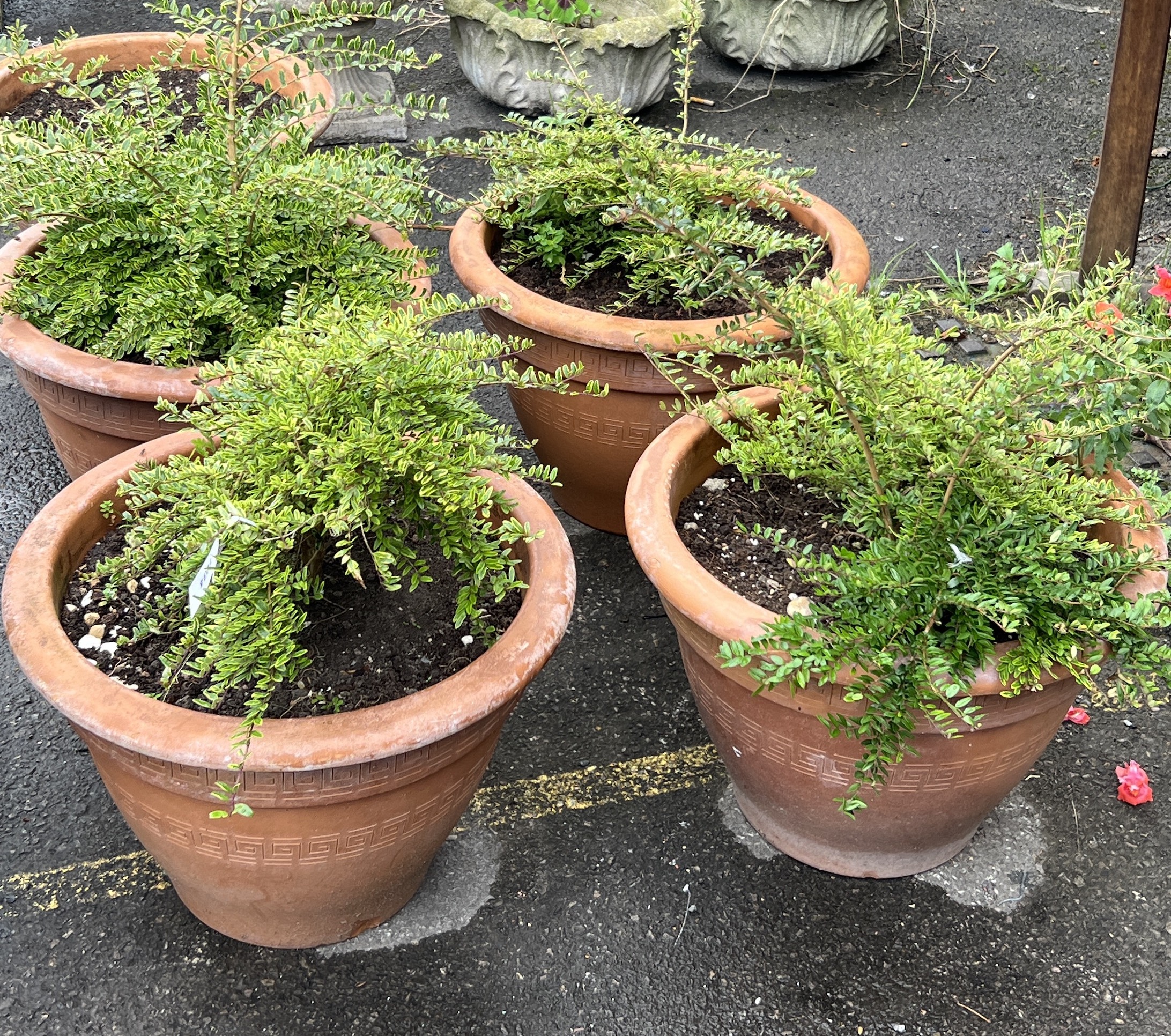 A set of five circular terracotta garden planters with incised Greek Key decoration, diameter 38cm, height 33cm